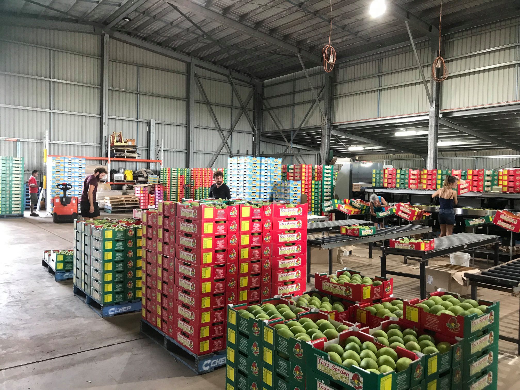 Packing Mangoes for export