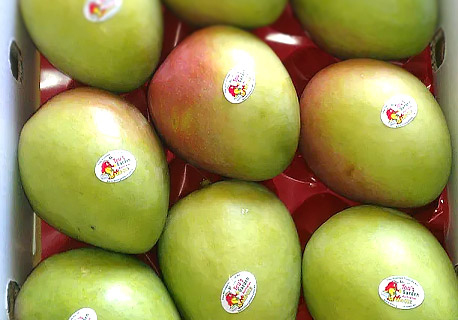 Kensington Pride Mango